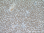 MAP4K4 Antibody in Immunohistochemistry (Paraffin) (IHC (P))