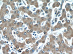 MAP4K4 Antibody in Immunohistochemistry (Paraffin) (IHC (P))