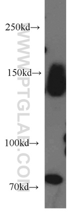 MAP4K4 Antibody in Western Blot (WB)