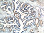 GPR55 Antibody in Immunohistochemistry (Paraffin) (IHC (P))