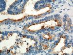 GPR55 Antibody in Immunohistochemistry (Paraffin) (IHC (P))