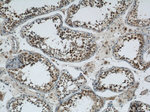 MORF4L1 Antibody in Immunohistochemistry (Paraffin) (IHC (P))