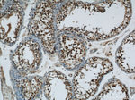 MORF4L1 Antibody in Immunohistochemistry (Paraffin) (IHC (P))