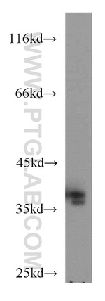 MORF4L1 Antibody in Western Blot (WB)