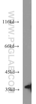 MORF4L1 Antibody in Western Blot (WB)