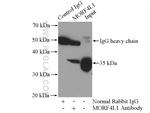 MORF4L1 Antibody in Immunoprecipitation (IP)