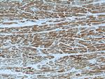 VDAC1/Porin Antibody in Immunohistochemistry (Paraffin) (IHC (P))