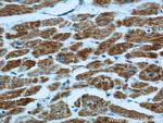 VDAC1/Porin Antibody in Immunohistochemistry (Paraffin) (IHC (P))