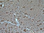 VDAC1/Porin Antibody in Immunohistochemistry (Paraffin) (IHC (P))