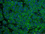 VDAC1/Porin Antibody in Immunohistochemistry (PFA fixed) (IHC (PFA))