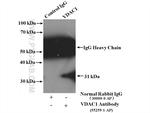 VDAC1/Porin Antibody in Immunoprecipitation (IP)