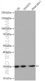 VDAC1/Porin Antibody in Western Blot (WB)