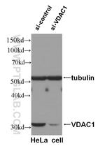 VDAC1/Porin Antibody in Western Blot (WB)