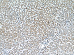 VDAC1/Porin Antibody in Immunohistochemistry (Paraffin) (IHC (P))