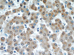 VDAC1/Porin Antibody in Immunohistochemistry (Paraffin) (IHC (P))