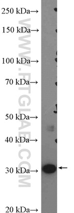 VDAC1/Porin Antibody in Western Blot (WB)