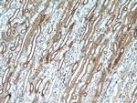 VDAC2 Antibody in Immunohistochemistry (Paraffin) (IHC (P))