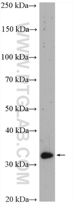 VDAC2 Antibody in Western Blot (WB)