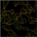 PHF10 (Transcription Factor) Antibody in Immunocytochemistry (ICC/IF)