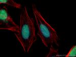 FBXW7 Antibody in Immunocytochemistry (ICC/IF)