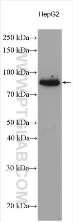 FBXW7 Antibody in Western Blot (WB)