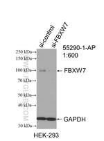 FBXW7 Antibody in Western Blot (WB)