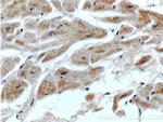 SEPN1 Antibody in Immunohistochemistry (Paraffin) (IHC (P))