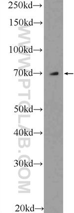 SEPN1 Antibody in Western Blot (WB)
