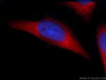 SIDT1 Antibody in Immunocytochemistry (ICC/IF)