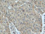 SIDT1 Antibody in Immunohistochemistry (Paraffin) (IHC (P))