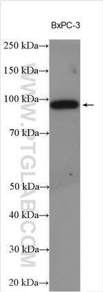 SIDT1 Antibody in Western Blot (WB)