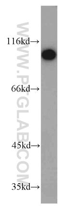 SIDT1 Antibody in Western Blot (WB)