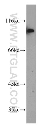 SIDT1 Antibody in Western Blot (WB)