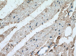 PYGB Antibody in Immunohistochemistry (Paraffin) (IHC (P))