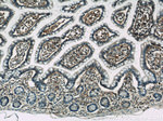 HLA-A Antibody in Immunohistochemistry (Paraffin) (IHC (P))