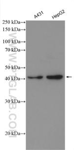 HLA-A Antibody in Western Blot (WB)