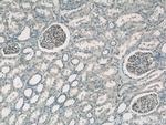 HLA-A Antibody in Immunohistochemistry (Paraffin) (IHC (P))