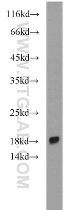 DR3 Antibody in Western Blot (WB)