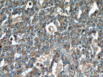 FAM13A Antibody in Immunohistochemistry (Paraffin) (IHC (P))