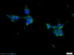 KIF15 Antibody in Immunocytochemistry (ICC/IF)