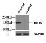 KIF15 Antibody in Western Blot (WB)