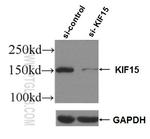 KIF15 Antibody in Western Blot (WB)