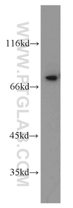 KHSRP Antibody in Western Blot (WB)