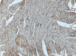 TMEM181 Antibody in Immunohistochemistry (Paraffin) (IHC (P))