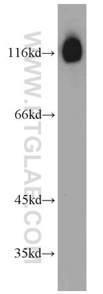 BCL11B Antibody in Western Blot (WB)