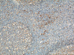 CD169 Antibody in Immunohistochemistry (Paraffin) (IHC (P))