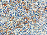 CD169 Antibody in Immunohistochemistry (Paraffin) (IHC (P))