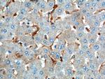 CD169 Antibody in Immunohistochemistry (Paraffin) (IHC (P))