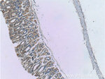 WTX Antibody in Immunohistochemistry (Paraffin) (IHC (P))