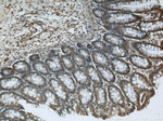 GATA5 Antibody in Immunohistochemistry (Paraffin) (IHC (P))